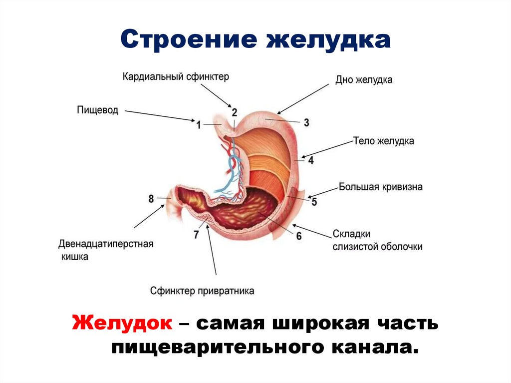 Отделы желудка схема